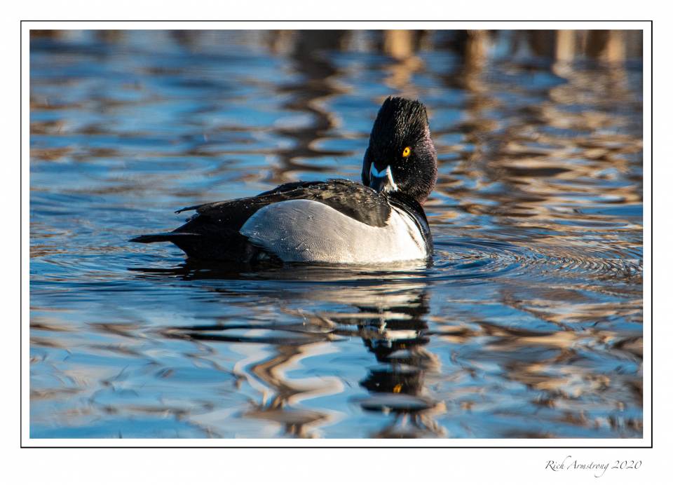 ring-necked duck 1.jpg